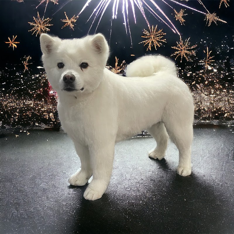 Studio K9 cover