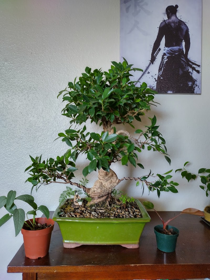 Dragon's Garden Bonsai LLC cover image