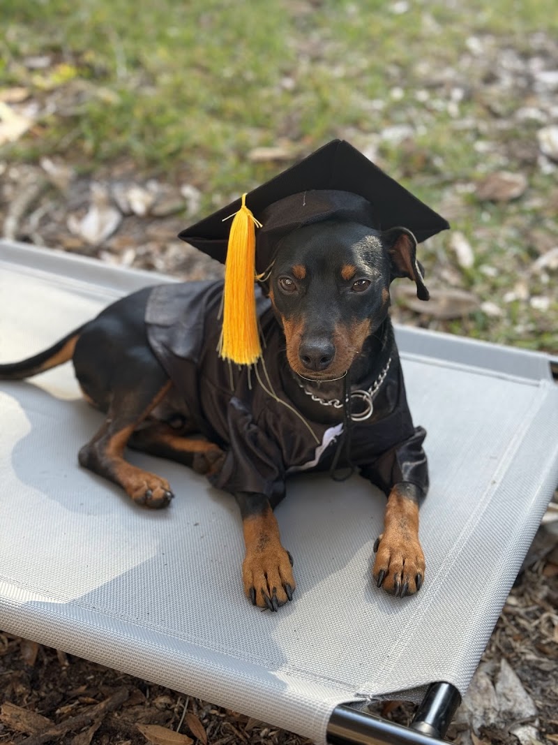 Woof Tang Dog Services cover image