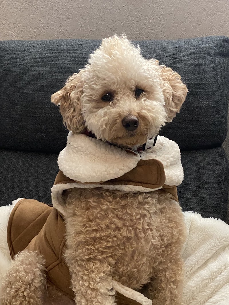 Above & Beyond Pet Grooming cover