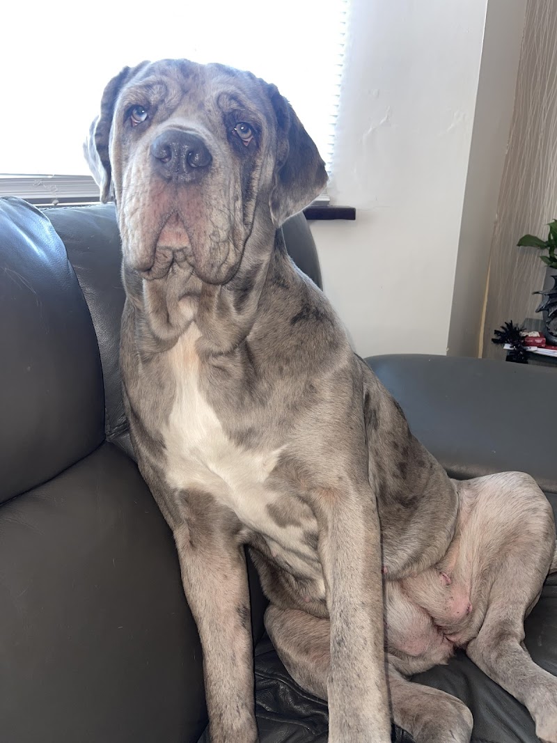 Manchester Dog Whisperer cover image