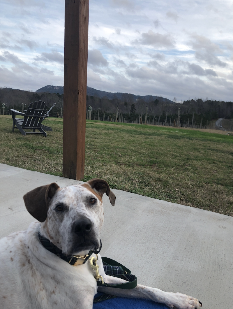 Lucky Star Dog Training cover image