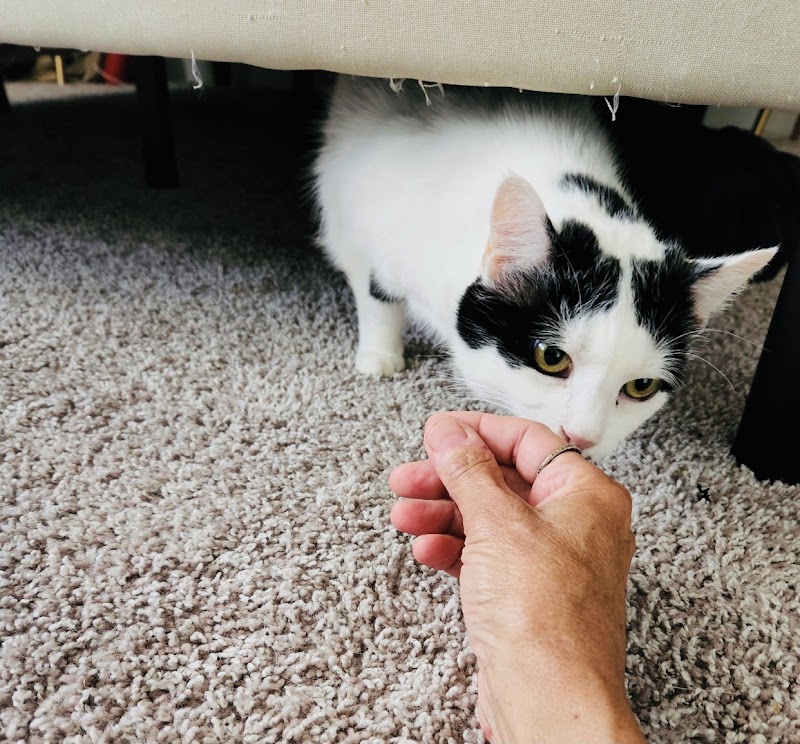 Fetch Pet Care cover