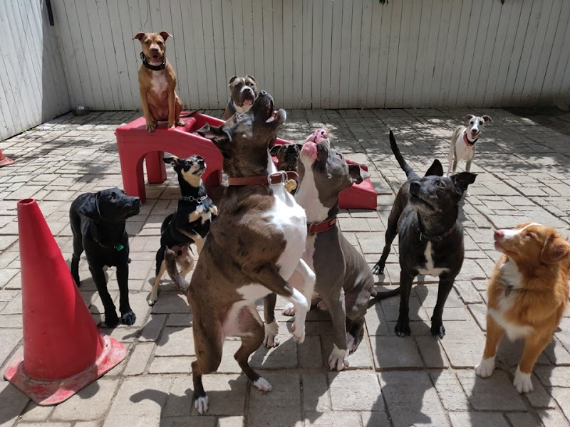 Palisades Pups cover