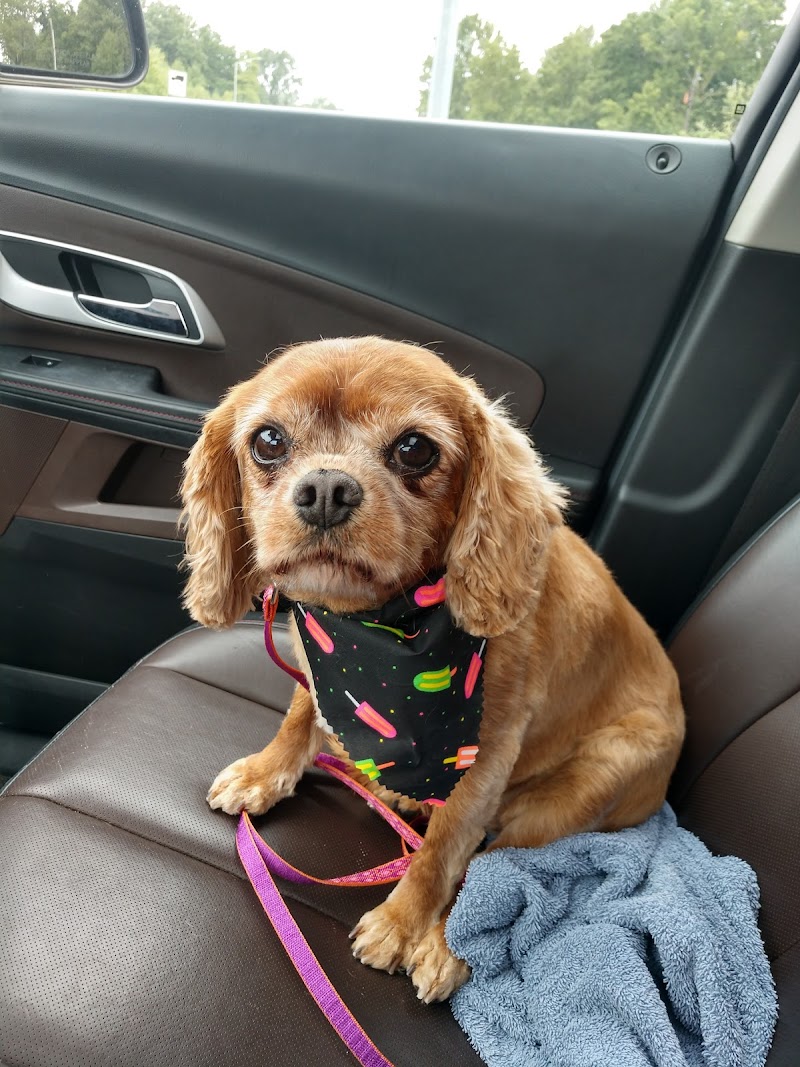 A Cut Above cover image