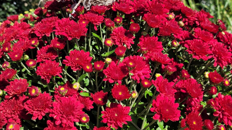 Schmittel's Nursery cover image