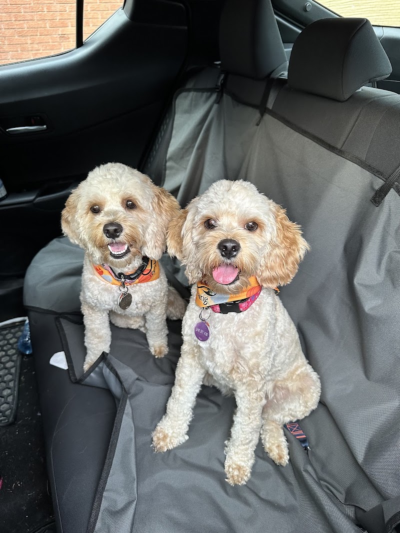 Forever Young Pet Grooming cover image