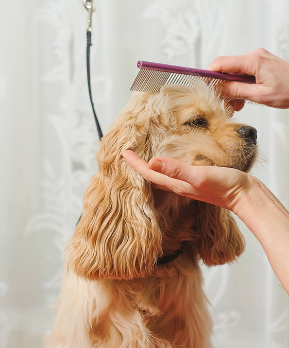 All Seasons Kennels cover image