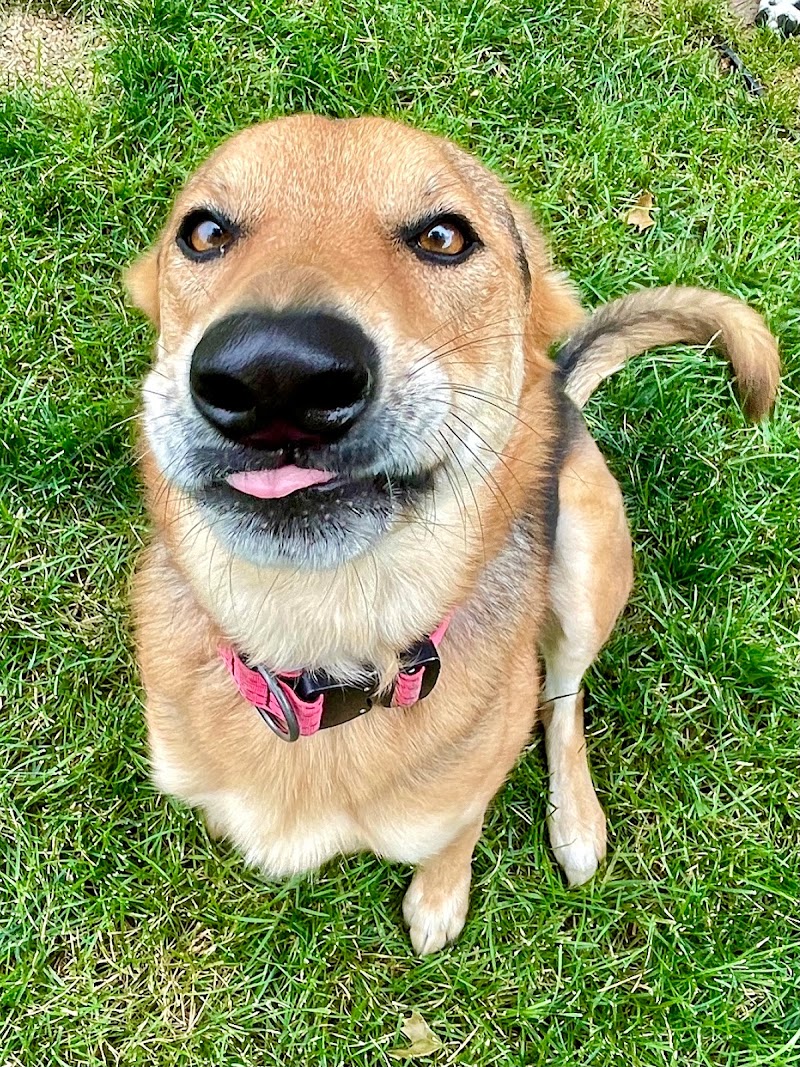 Specialized Pet Services cover image