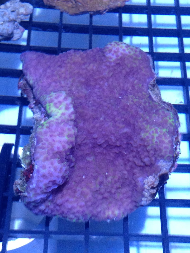 Fish Doctor cover image