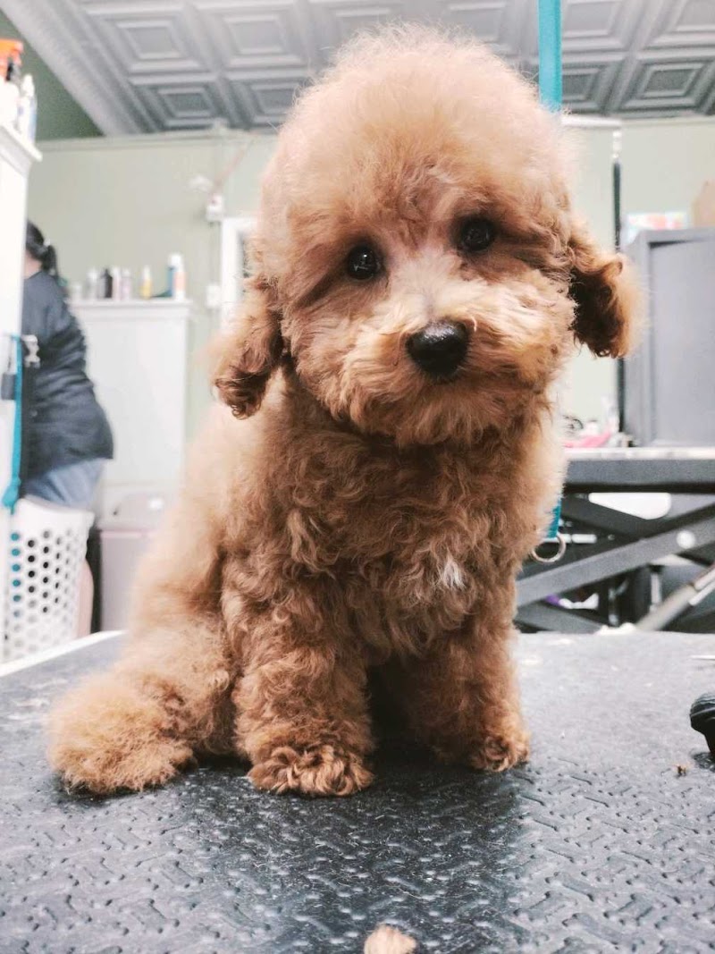 The Grooming Loft by Sophie cover image