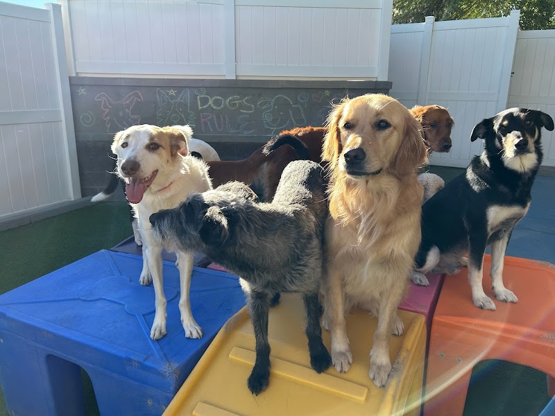 Paw Commons Pet Resort & Training Center - Scottsdale cover image