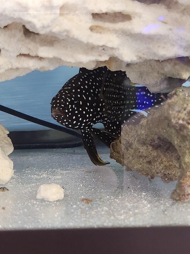 A Fishie Anado cover image