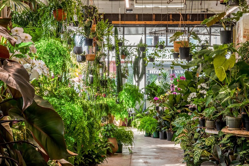 Fitzroy Nursery cover image