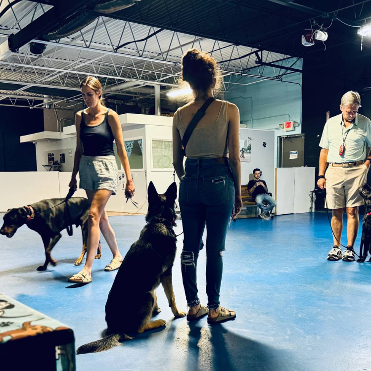 Michigan Dog Training cover image