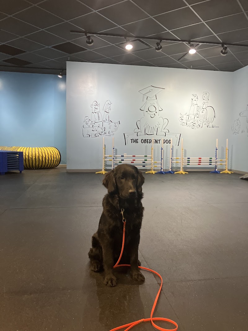 The Obedient Dog LLC cover