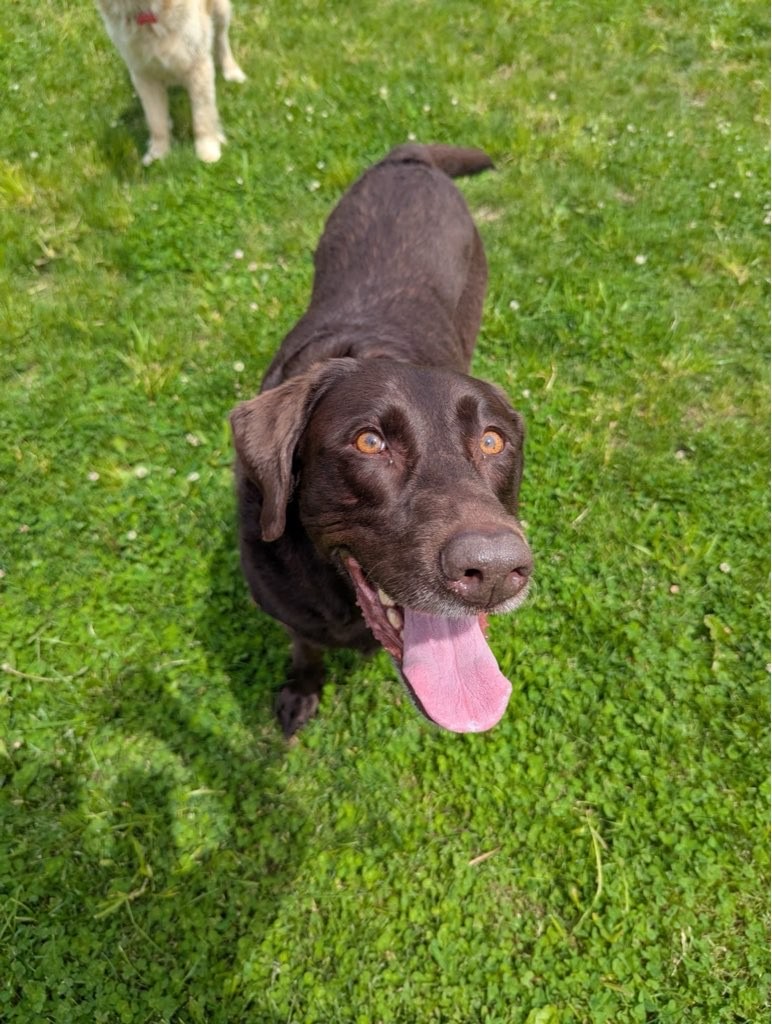 Fusion Pet Service cover image