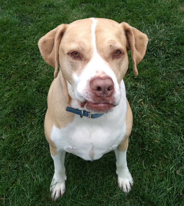 Hound for Hound cover image