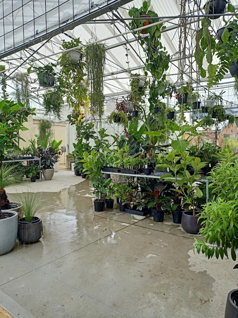 High Swan Dive cover image