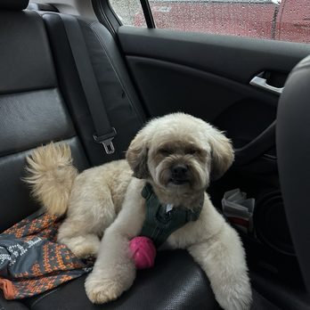 100% Fancy Grooms cover image