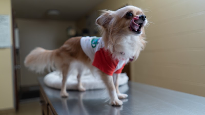 West Market Veterinary Hospital cover