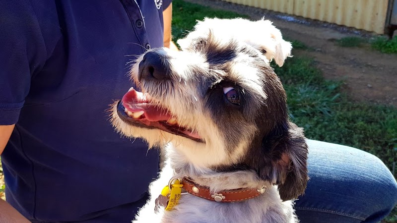 Bendora Boarding Kennels & Cat Flats cover image