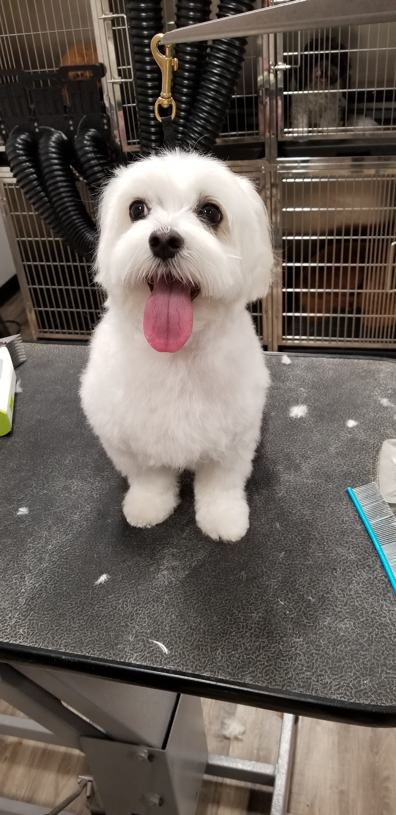 Woof Gang Bakery & Grooming Mueller cover image