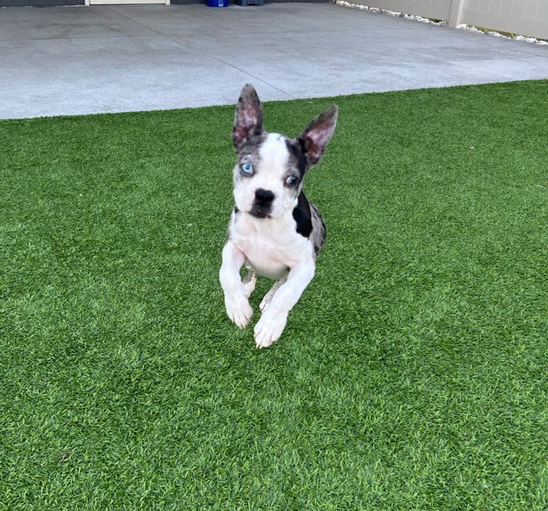 Priority Boarding cover