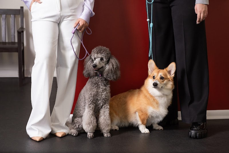 Revival Dog Training - West University cover image