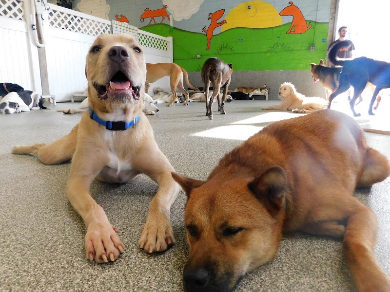 WagVille cover image