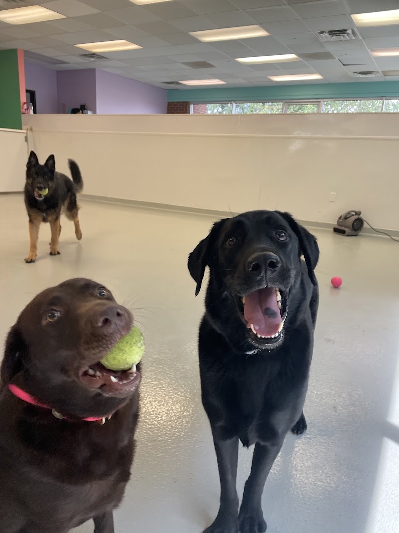 Dog Gone Happy cover image