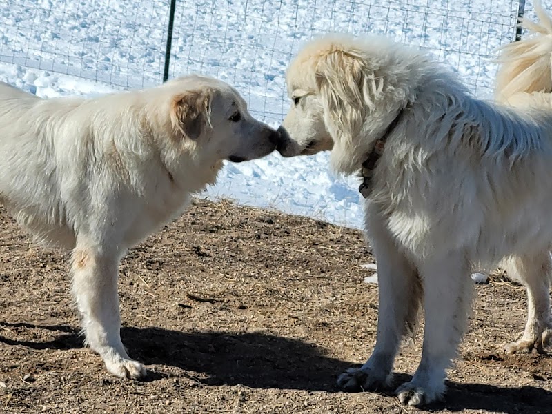 Double J Dog Boarding Kennel cover image