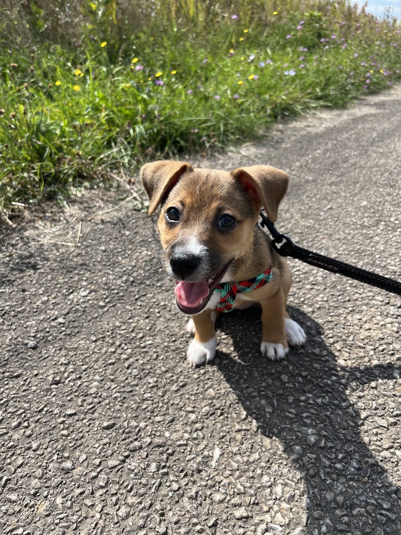 Hamilton Veterinary Services (HVS) cover image