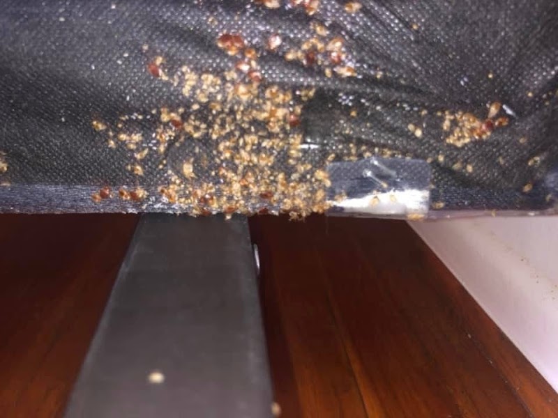 H&J Bed Bug Exterminator cover image