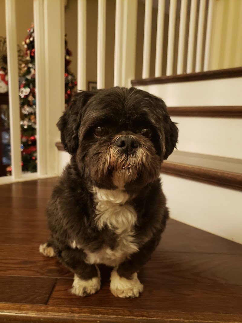 wagwithana cover image