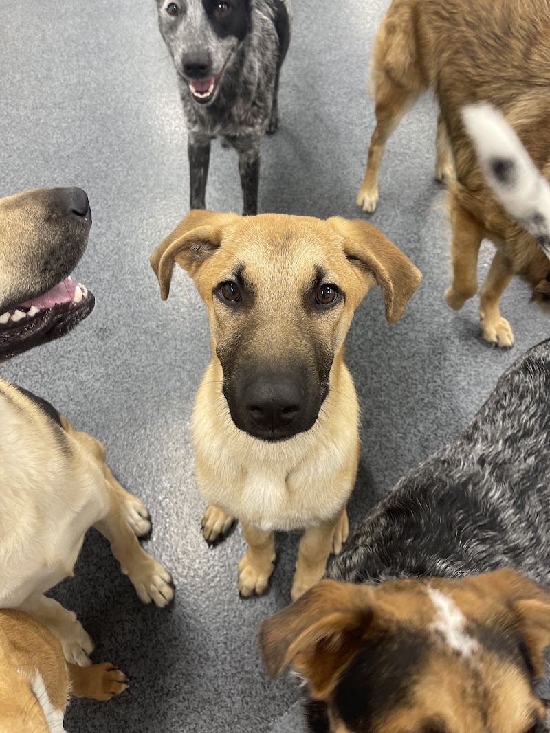 Mesa Dogs 24/7 cover image