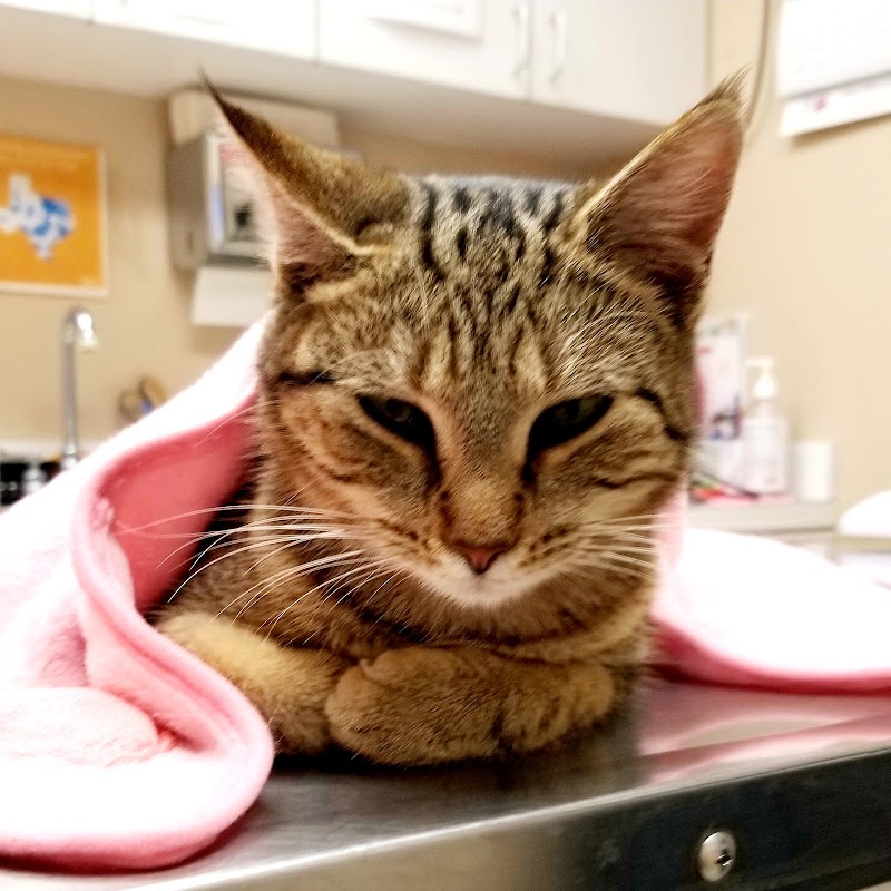 Critter Care Veterinary Clinic cover image