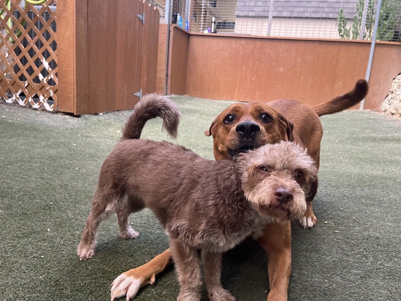 Bed & Biscuit Austin cover image