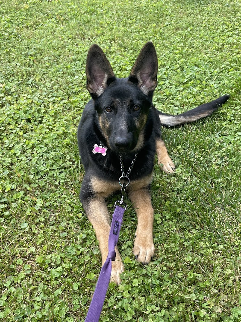 PetSuites Greensboro cover image