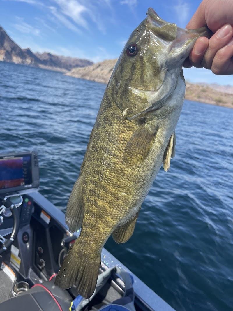 Las Vegas Sportfishing - Lake Mead Fishing Charters cover image