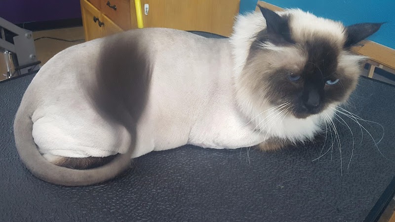 Doug King’s Pup Star Pet Salon cover image