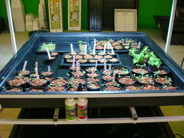 Organics Okc cover image