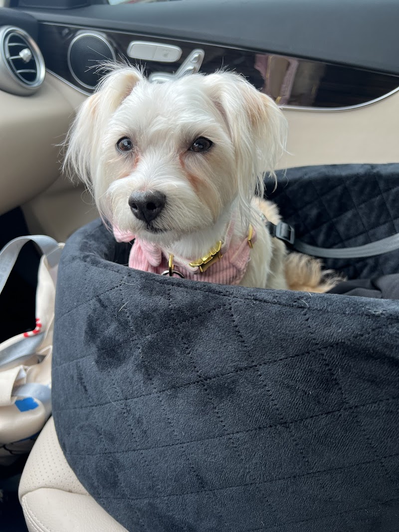 White Rock Pet Grooming cover image