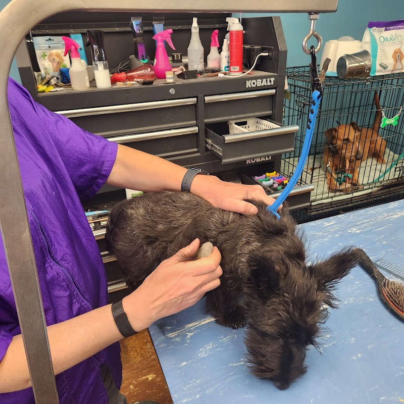 Marcie n Mack Pet Salon & Self Wash cover image