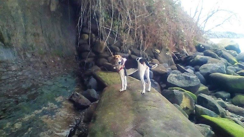 Dog Walkers Vancouver cover image