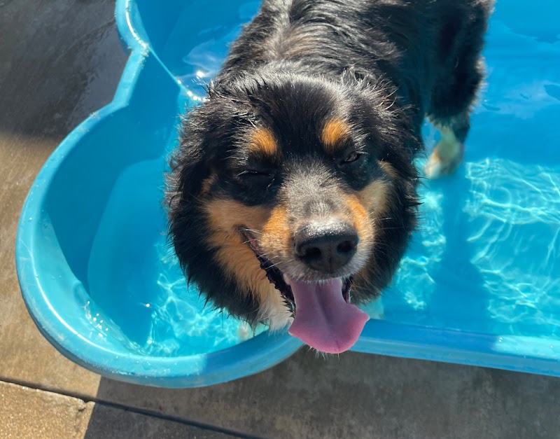 Metro Animals cover image