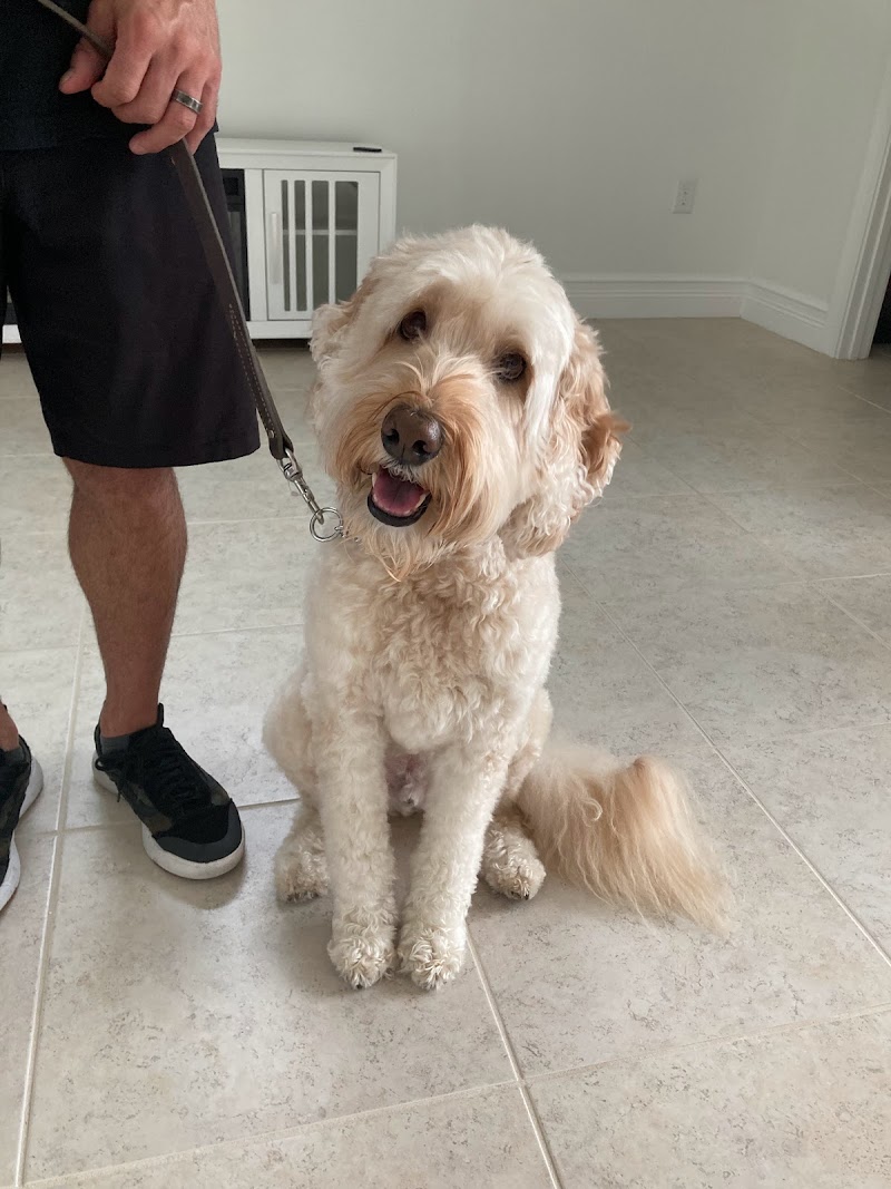 Haggerty Dog Training of Florida cover image