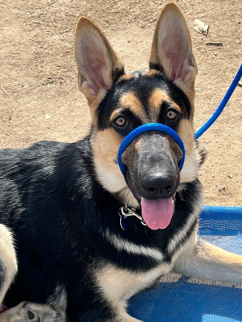 Dogspring Training cover image