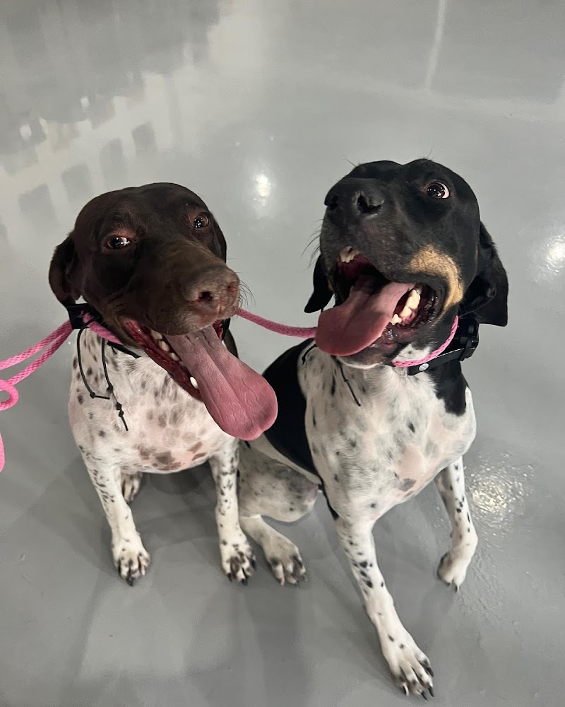 Art of the Dog Canine Academy cover image