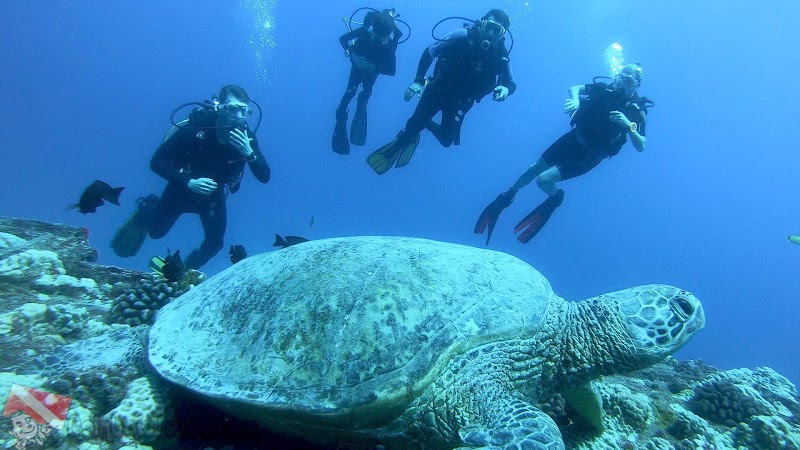 Honolulu.tours cover